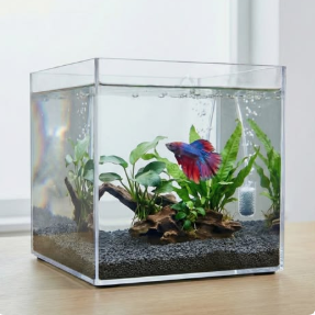 AKVARYUM VE FANUSLAR