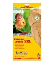 SERA CATAPPA YAPRAĞI XXL 32 CM ( 10 ADET)