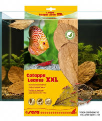 SERA CATAPPA YAPRAĞI XXL 32 CM ( 10 ADET)