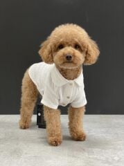 KEDİ-KÖPEK GÖMLEK S/M/L/XL/2XL (5'Lİ SET)