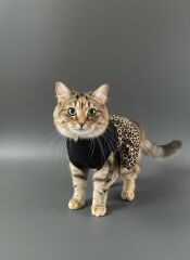 KEDİ-KÖPEK ELBİSE S/M/L/XL/2XL (5'Lİ SET)