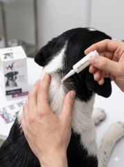 WHİTE VETERİNARY KÖPEK ENSE DAMLASI 5 ML (10'LU)