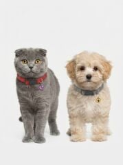 TUGZ EKO KEDİ BOYUN TASMA(KOLİ İÇİ 12 ADETTİR)