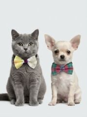 KEDİ-KÖPEK PAPYON LASTİKLİ